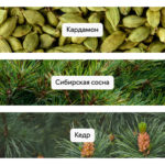 L’essence de Taiga, духи-концентрат, 1,5 мл - Aromapolis Olfactive Studio