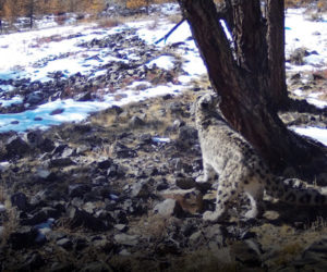 Автоматические камеры WWF «поймали» тринадцатилетнего самца ирбиса в Тыве
        
        
            28 апреля 2022