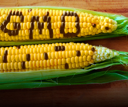 Месть ГМО и проклятие Monsanto
        
        
            4 мая 2022