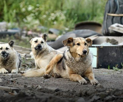 Волонтеры из Новосибирска отправляются спасать Якутск от бездомных животных
        
        
            16 мая 2022