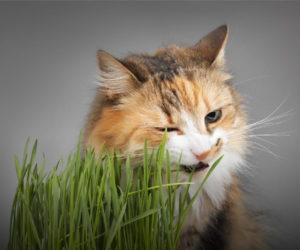 Зачем кошки едят траву?
        
        
            10 сентября 2022