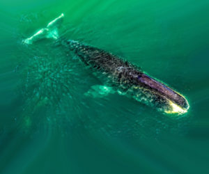 Павел Макаров: «Когда видишь людей с большой буквы, которые горят своим делом, сомнений не остается: мы сделаем все возможное, чтобы сохранить гренландских китов!»
        
    
    
        16 января 2023
