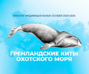 Респект, Сердечко, Рок, Громозека и другие охотоморцы вошли в каталог гренландских китов Охотского моря