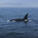 Стартовала новая экспедиция по сохранению гренландского кита                22 июля 2024
